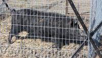 Florida police trap 50 feral hogs as neighborhood complaints of torn-up yards surge