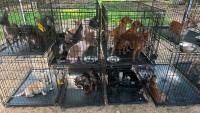 Kentucky couple charged after police find over 200 dogs in severe neglect, one with a broken leg