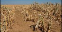 Government Steps Up El Niño Preparations as Malawi Faces Risk of Drought, Food Insecurity