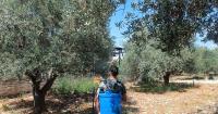 From grove to global markets, Palestinian olive oil's increasingly difficult journey
