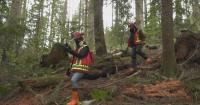 Climate change could increase pest and disease damage across North American forests: UBC study