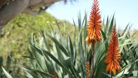 California growers turn to agave as groundwater limits squeeze San Joaquin Valley farms
