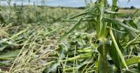 Severe storm flattens crops at Wilmot farm, leaves sweet corn harvest in jeopardy