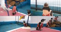 Chilean vets adapt copper-and-zinc suits to accelerate the rehabilitation of injured birds