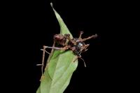 Researchers find 'zombie-ant fungus' hiding in moss far from ant graveyards