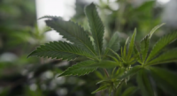 Seizure of Marijuana after Traffic stop