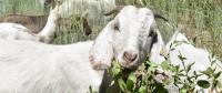 California Farm Bureau scores wins on wolves and wildfire grazing, but farm-tech fight remains