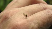 Detroit confirms first human West Nile virus case of 2026