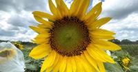 Growing Sunflowers Can Promote Soil Health And Stability