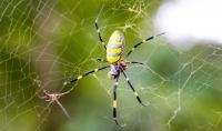 Tennessee park asks for help tracking hand-sized Joro spider dubbed 'escapee from spider jail'