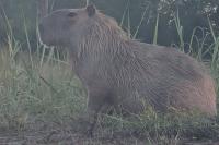 Texas runner films capybara on trail, then hides location after disturbing comments