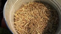 Wisconsin DNR expects better wild rice harvest this year