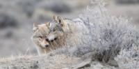 Critics Warn Trump Beef Orders 'Won't Help Consumers or Ranchers' and Could Kill Protected Wolves