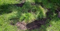 Brown and patchy lawns will 'perk' up fast if gardeners follow Alan Titchmarsh's advice