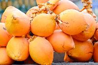 250 King Coconut Villages Could Reshape Sri Lanka’s Rural Economy