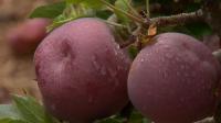 Apple Hill farms celebrate opening weekend with treats and blooming flowers