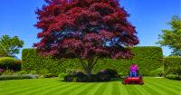 Ride-on or zero-turn? Which lawn mower is right for you and your property?