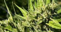 Cannabis retailers say a new state mandated system is losing them tens of thousands of dollars