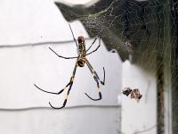 Giant, invasive joro spiders don’t threaten native orb weavers’ diets, researchers say
