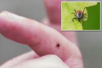 New tick-borne virus that can cause flu-like illness discovered in China