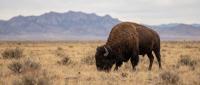 Mexico Bison Rewilding Brings Desert Back to Life After 160 Years