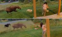 Wild video shows brave Montana woman use bear spray to protect dogs from massive moose in yard