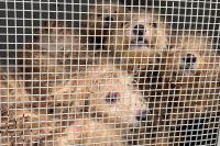 16 Small Dogs Rescued from a ‘Life of Neglect and Abandonment’ in New Jersey