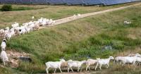 'Solar sheep' industry booms in Texas as farmers try to co-exist with big energy projects