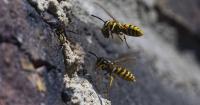 UK wasps warning as pest control expert says September 'more aggressive'