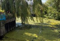 ‘Smelly river is a disgrace’: Residents voice concerns about weed-ridden waterway