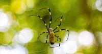 Are Joro spiders outcompeting Georgia’s native spiders?