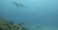 Is there some-fin special about Florida waters?