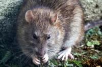 Northern Ireland braced for surge of rats after record hot summer: how to protect your home from a rodent infestation