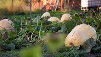 France: pumpkin seeds recalled after more than 80 salmonella cases