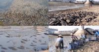Dead fish carpet vanishing Silugonggo as brutal drought grips Indonesia’s Pati