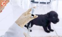 Department of Agriculture records 15 human rabies deaths