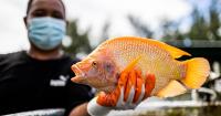 UOG workshop to teach tilapia farming, fish processing
