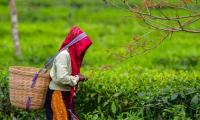 El Niño Hits Nilgiris Tea Hard, 60 pc Production Down, Farmers Seek...