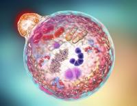 Researchers uncover how Atg2 drives autophagosome formation