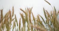 Global food price index hits highest level in 3 years in August: FAO