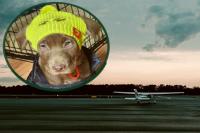 Pilots Are Flying Shelter Pets To New Families In Idaho, WA, MT