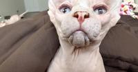5 cats seized from Sphynx breeder die, buyers seek reimbursement for vet bills
