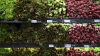 Global food prices hit highest level since late 2022