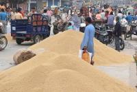 Paddy prices drop to Tk 800-950 per maund, farmers fail to recover costs