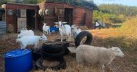 New Wales Farmstart programme offers year-long hands-on training for aspiring farmers