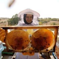 Türkiye aims for top spot in honey production