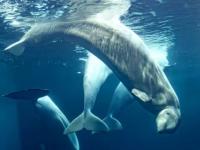 Foreign objects found in dead Marineland belugas, Chicago aquarium says