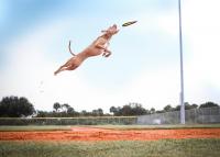 K9 Frisbee Stars Set to Soar in West Michigan