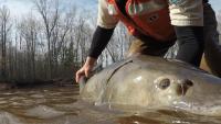 Some Great Lakes sturgeon may be 400 years old. Scientists are rethinking how to save them