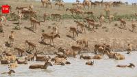 Kazakhstan lost 200,000 saigas in a devastating die-off in 2015; now the population has surged past 4.6 million creating tensions with the human population